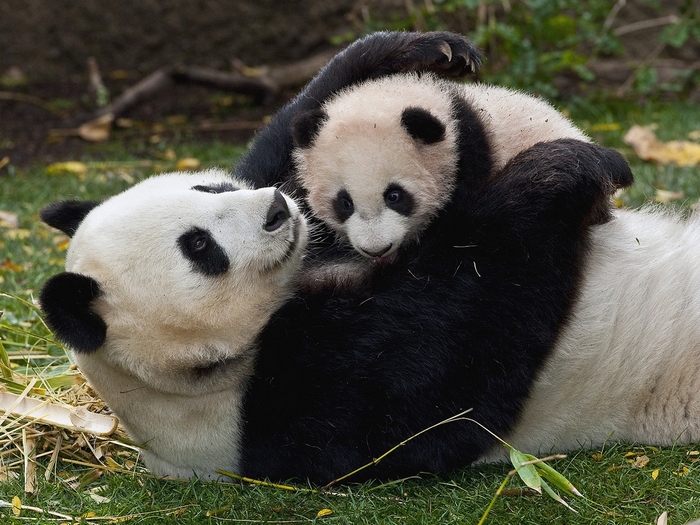 Мама-панда с сыночком