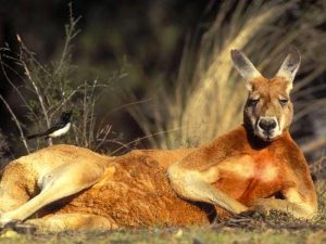 Рыжий кенгуру. Описание и образ жизни рыжего кенгуру фото
