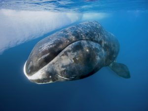 Гренландский кит фото