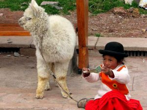 Лама в Перу фото