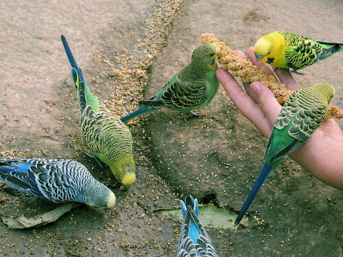 Еда для попугайчиков