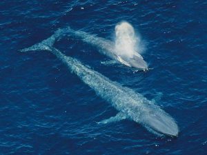 Мама кит с китенком фото