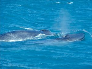 Два синих кита фото