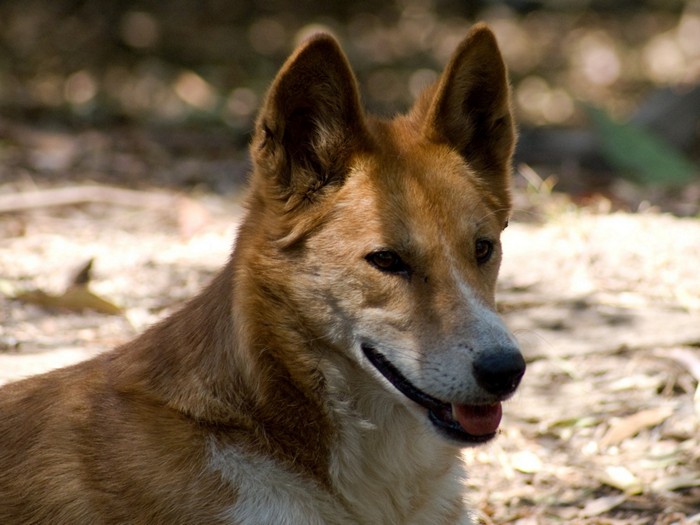 Динго (лат. Canis lupus dingo)