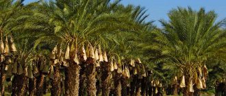 Разновидности финиковой пальмы