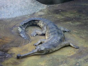 Своеобразный крокодил фото