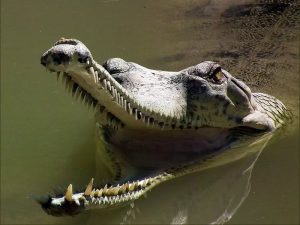 Редкий вид крокодилов фото