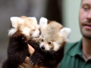 Малыши красной панды фото