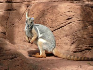 Животные Австралии фото