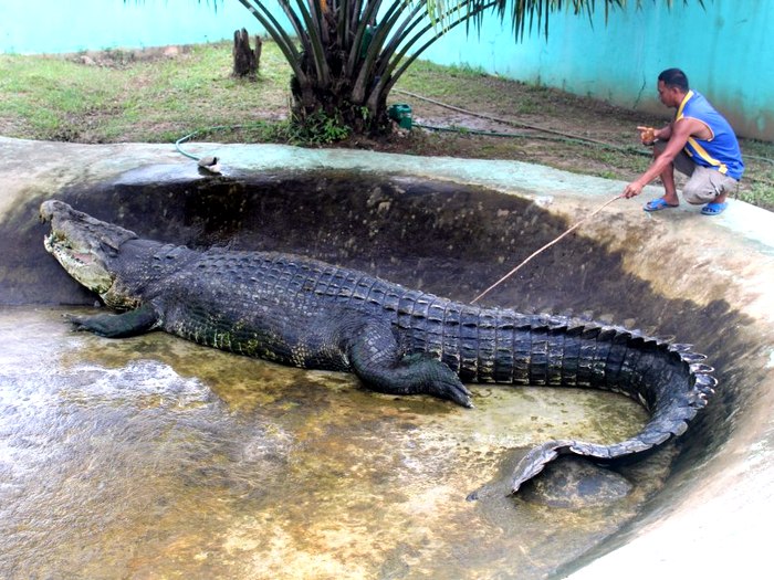 Гребнистый или морской крокодил