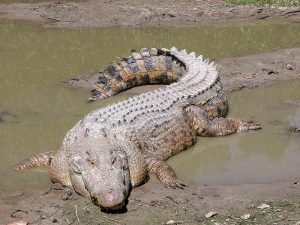 Гребнистый крокодил фото