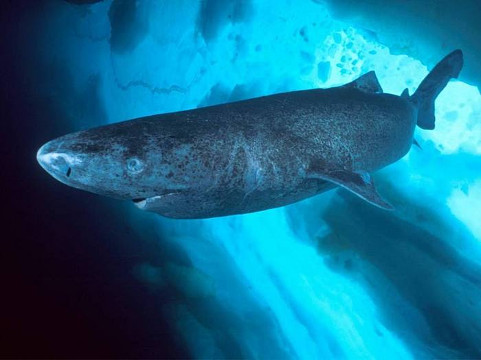 Интересные факты о гренландской акуле. 8 фактов о гренландских акулах