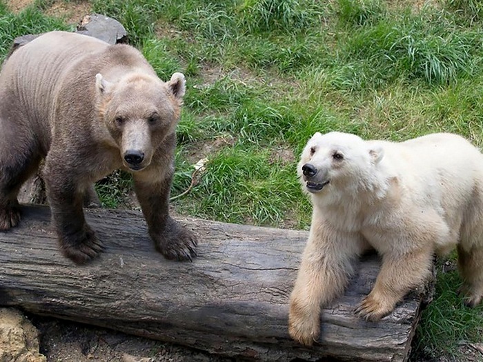 Гролар и белый медведь