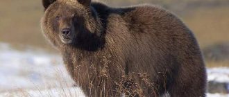 Интересные факты о буром медведе. 10 фактов о бурых медведях