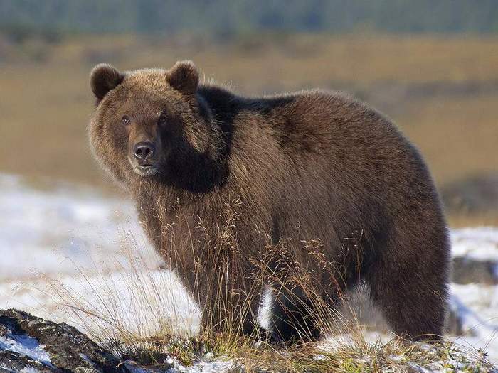 Интересные факты о буром медведе для детей. 10 фактов о бурых медведях