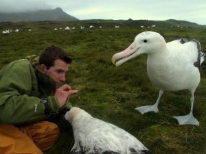 Изучение альбатросов