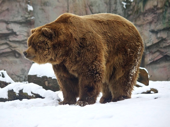 Кадьяк медведь. Описание и образ жизни кадьяка