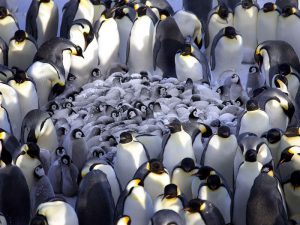 Как греются пингвины фото