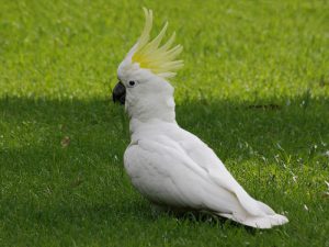 Белый попугай фото