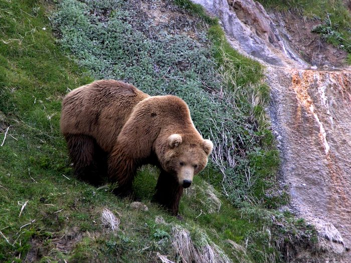 Камчатский-медведь-Описание-и-образ-жизни-камчатского-медведя-1