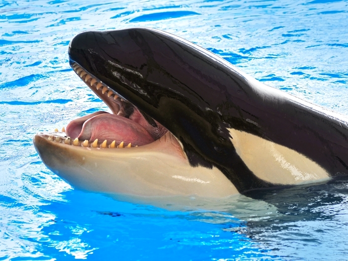 Зубы большого дельфина