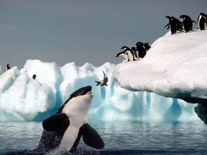 Охотница за пингвинами