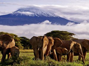 Национальный парк Килиманджаро фото