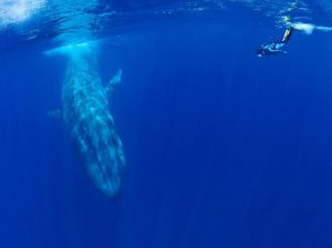 Синий кит фото