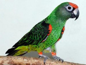 Конголезский попугай