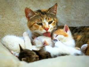Как кормить новорождённого котёнка