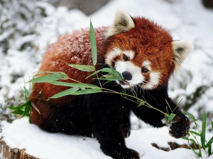 Фото красной панды