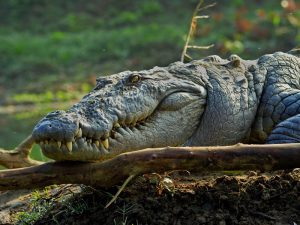 Crocodilia фото