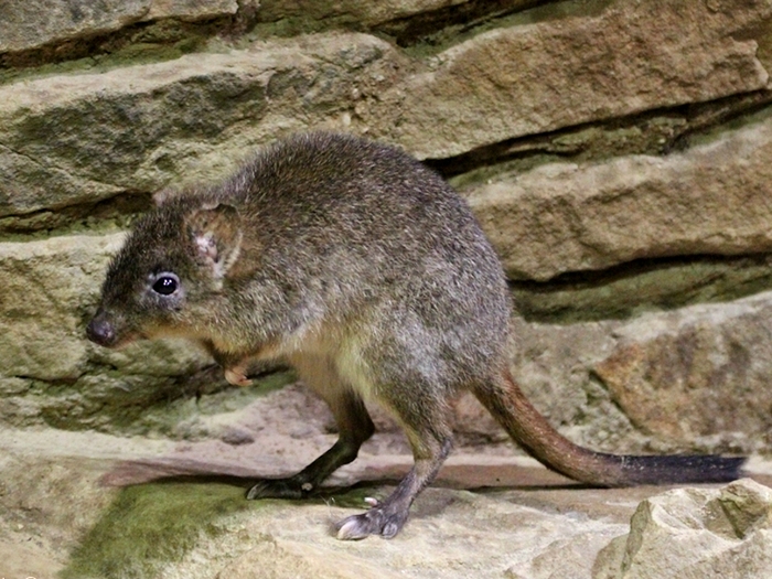 Крыса - кенгуру
