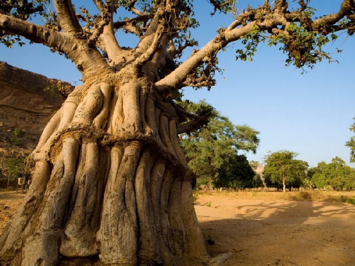 Деревья долгожители названия и возраст