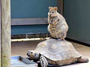Квокка и черепаха фото