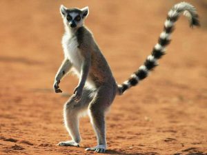 Привет с Мадагаскара