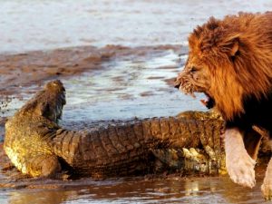 Лев и крокодил фото