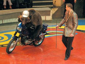 Медведь на мотоцикле фото