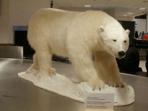 Медведь в музее