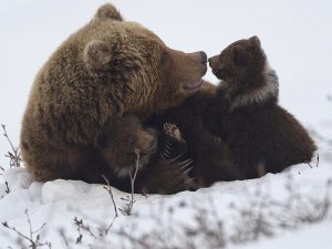 Медведица с медвежатами фото