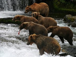 Медвежий рыбхоз фото