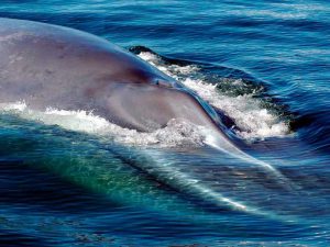 Морда синего кита фото