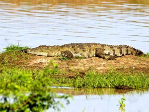 Болотный крокодил фото