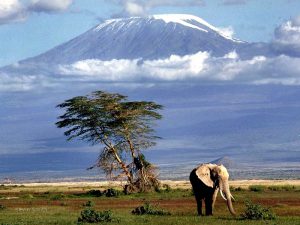 На фоне Килиманджаро