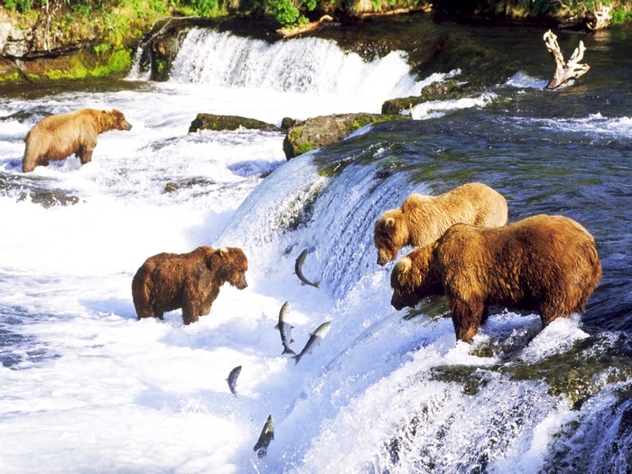 Камчатский-медведь-Описание-и-образ-жизни-камчатского-медведя-5
