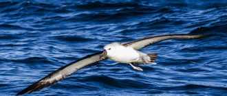 Интересные факты об альбатросах. 12 фактов об альбатросе