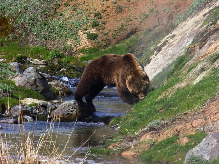 Камчатский-медведь-Описание-и-образ-жизни-камчатского-медведя-8