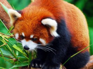 Что ест красная панда
