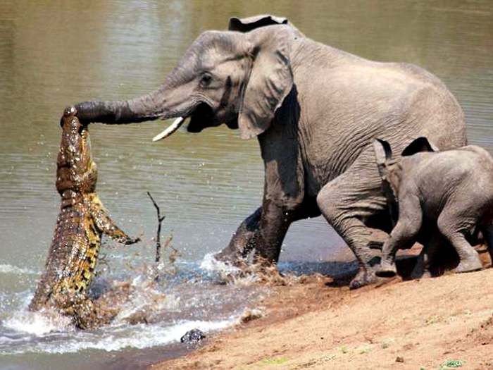 Нападение крокодила на слона