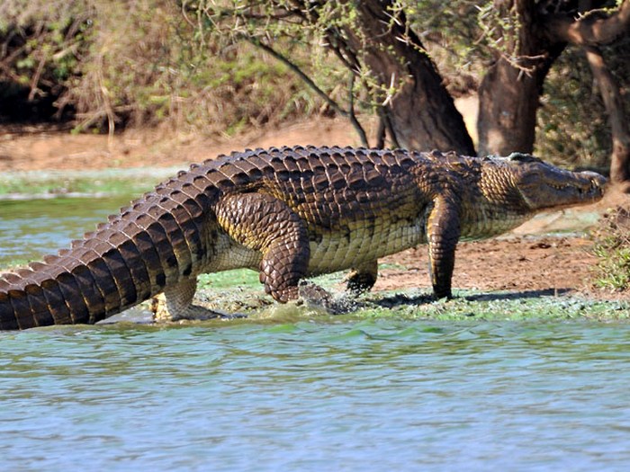 Один из самых крупных крокодилов
